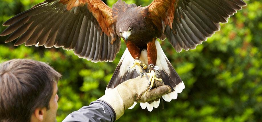 Falconry Experience Package