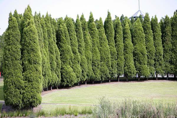 Venues, Arc of Pines - Bicentennial Park