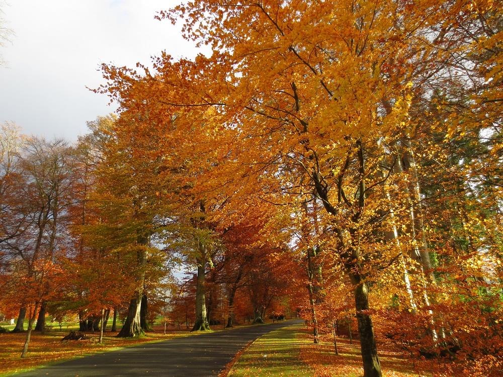 Autumn Weddings